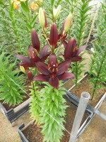 [5585 VH15 No01.JPG]